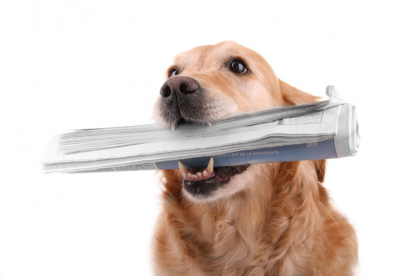 НХЛ. Тампа разгромила Монреаль, Айлендерс одолели Вегас, Питтсбург уступил Анахайму, Нэшвилл обыграл Колорадо